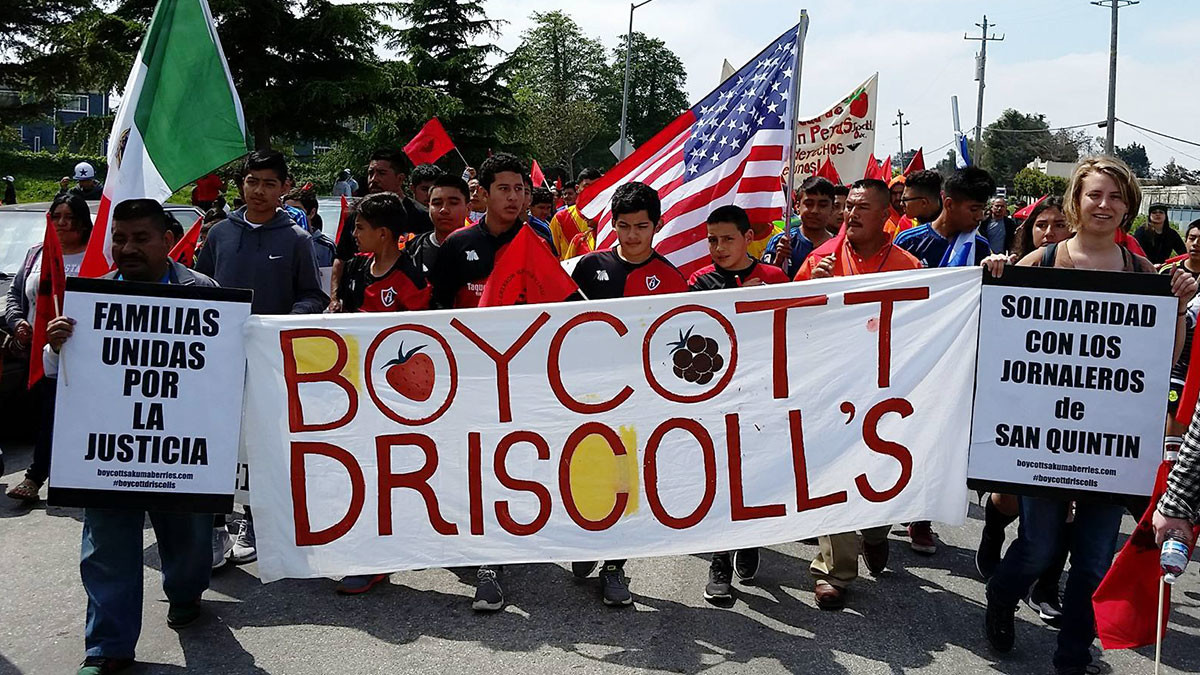boycott driscolls_1_4 3 16 1200x675