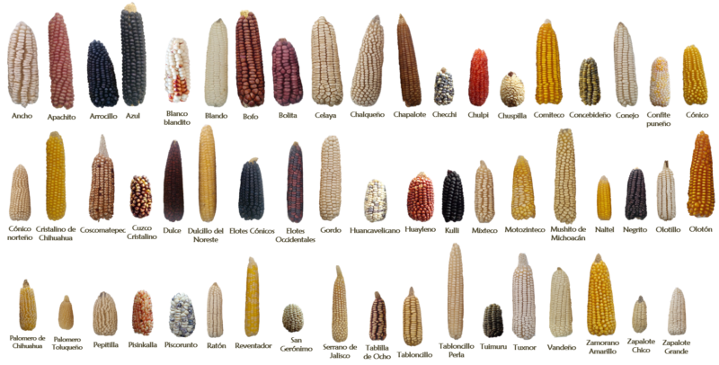Genetic Diversity of Maize